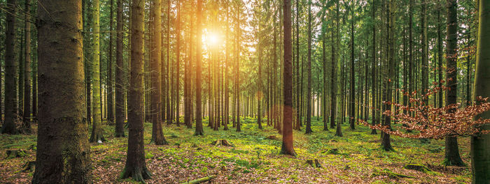 Sunlight streaming through trees in forest