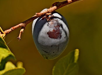 Close-up of fruit on plant