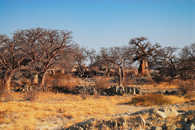 Bare trees on field against clear sky