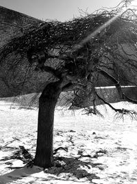 Bare tree on field during winter