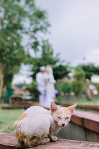 Cat sitting on retaining wall