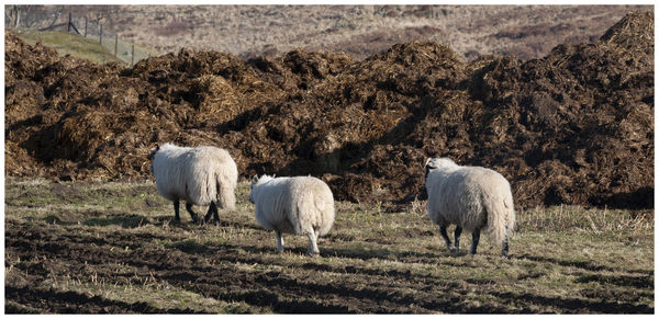 Sheep in a field