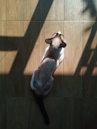 High angle view of dog on floor