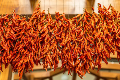 Close-up of red chili hanging indoors