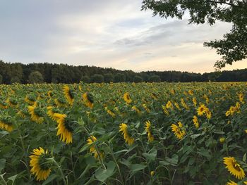 Scenic view of oilseed rape field against sky