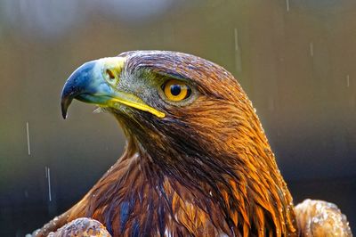 Close-up of eagles head in rain