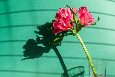 Close-up of pink flower in vase