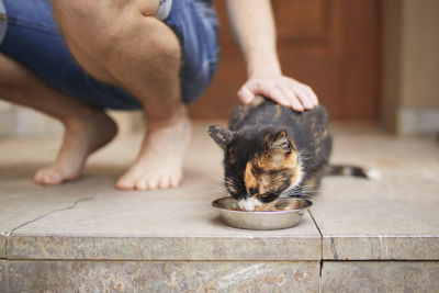 Man stroking tabby cat while she eating from bowl. pet owner giving feeding for cat.