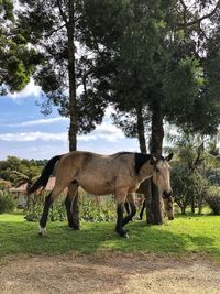 Horse standing in a field