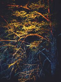 Close-up of tree in forest at night