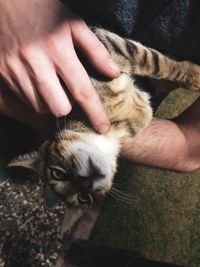 High angle view of hand holding cat