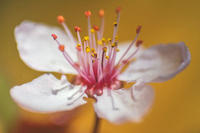 Close-up of purple crocus flower