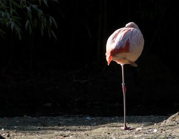 Close-up of bird perching on a field