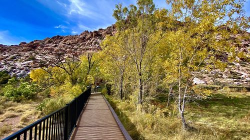 Footpath amidst trees and plants against sky