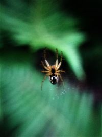 Close-up of spider