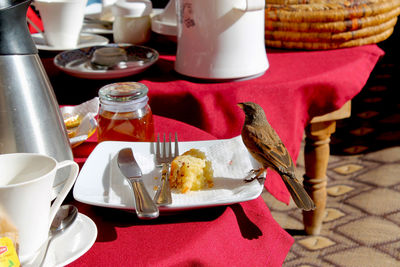 Close-up of sparrow perching on breakfast plate at sidewalk cafe