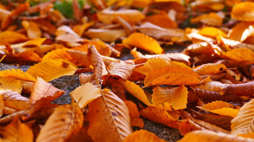 Full frame shot of autumn leaves