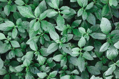 Full frame shot of green leaves