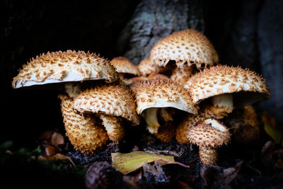 Close-up of fly agaric mushrooms