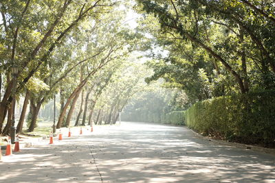Empty road along trees in park