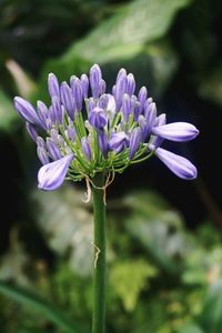 Close-up of purple flowering plant on field