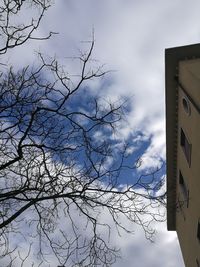 Low angle view of bird on tree against sky