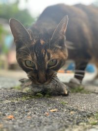 Close-up portrait of cat with bird