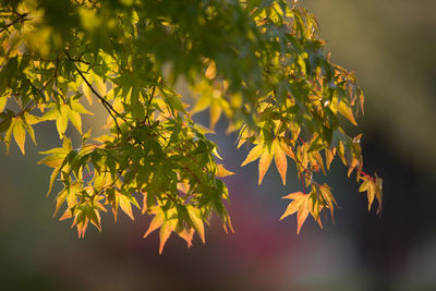 Close-up of plant during autumn