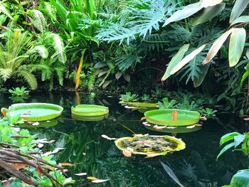 View of fish swimming in lake