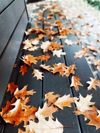 High angle view of maple leaves on table