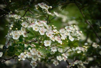 Close-up of cherry blossom tree