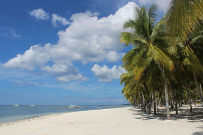 Palm trees on beach against sky