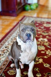 Portrait of a dog at home