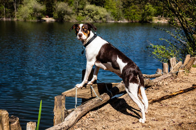 Dog standing at lakeshore
