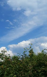 Low angle view of trees against sky