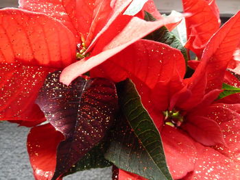 Close-up of wet red flower