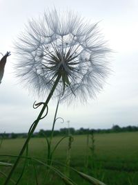 Close-up of flower on field against sky