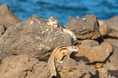 View of lizard on rock