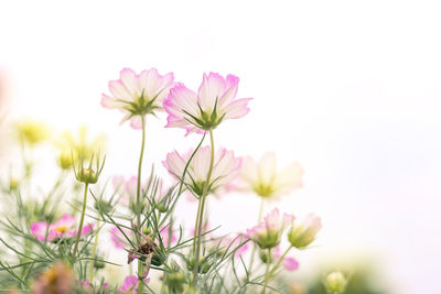 Close-up of pink cosmos flower against white background