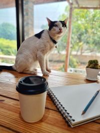 Cat sitting on table