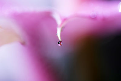 Close-up of water drops on pink flowering plant