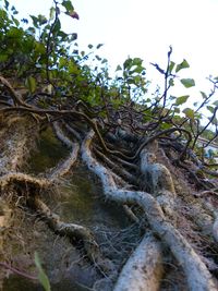 Low angle view of trees growing on field against sky