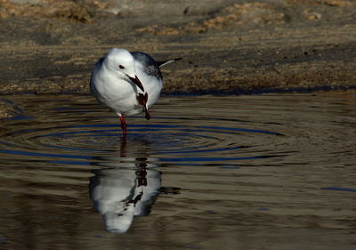 Close-up of bird perching on lake