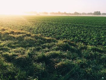 Scenic view of field against clear sky