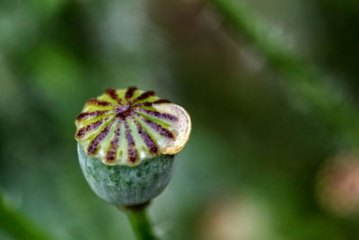 Close-up of poppy bud