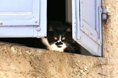 Portrait of cat by window