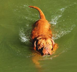 Close-up of turtle swimming in lake