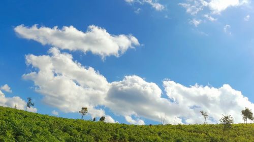 Low angle view of trees on field against sky