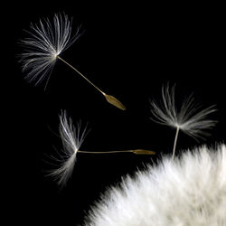 Close-up of dandelion against black background