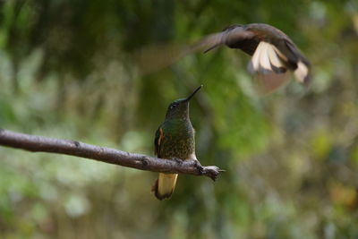 Bird perching on a branch